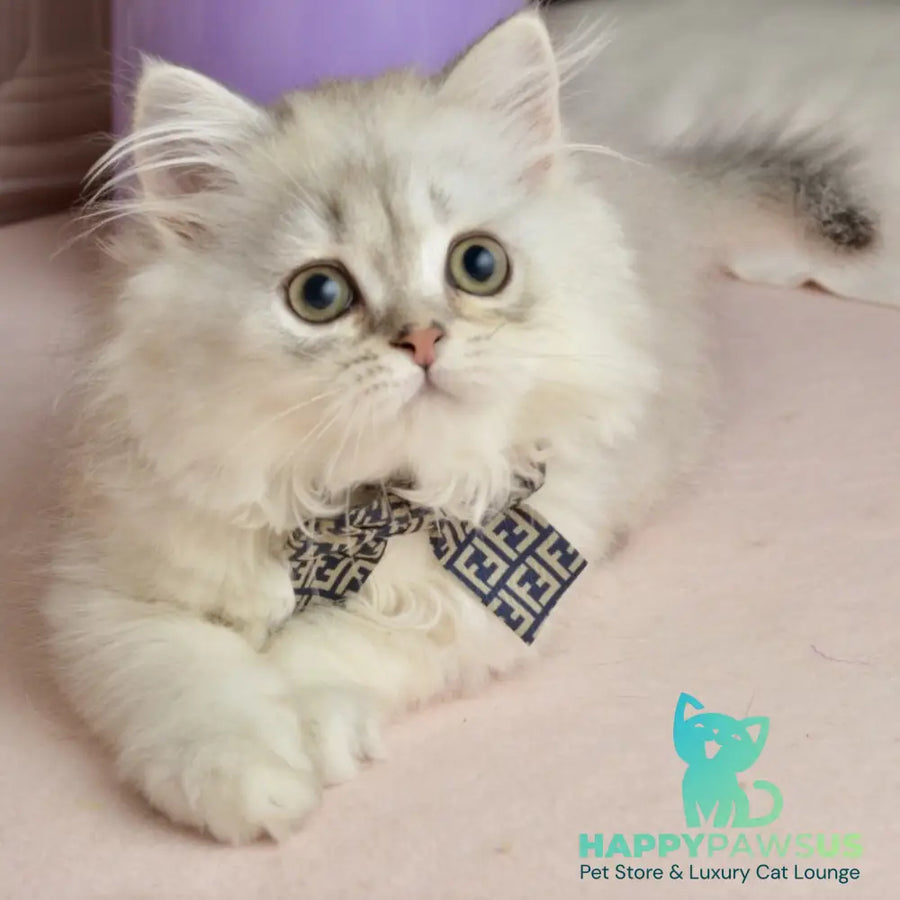 Theo Scottish Straight male black silver shaded - live animals