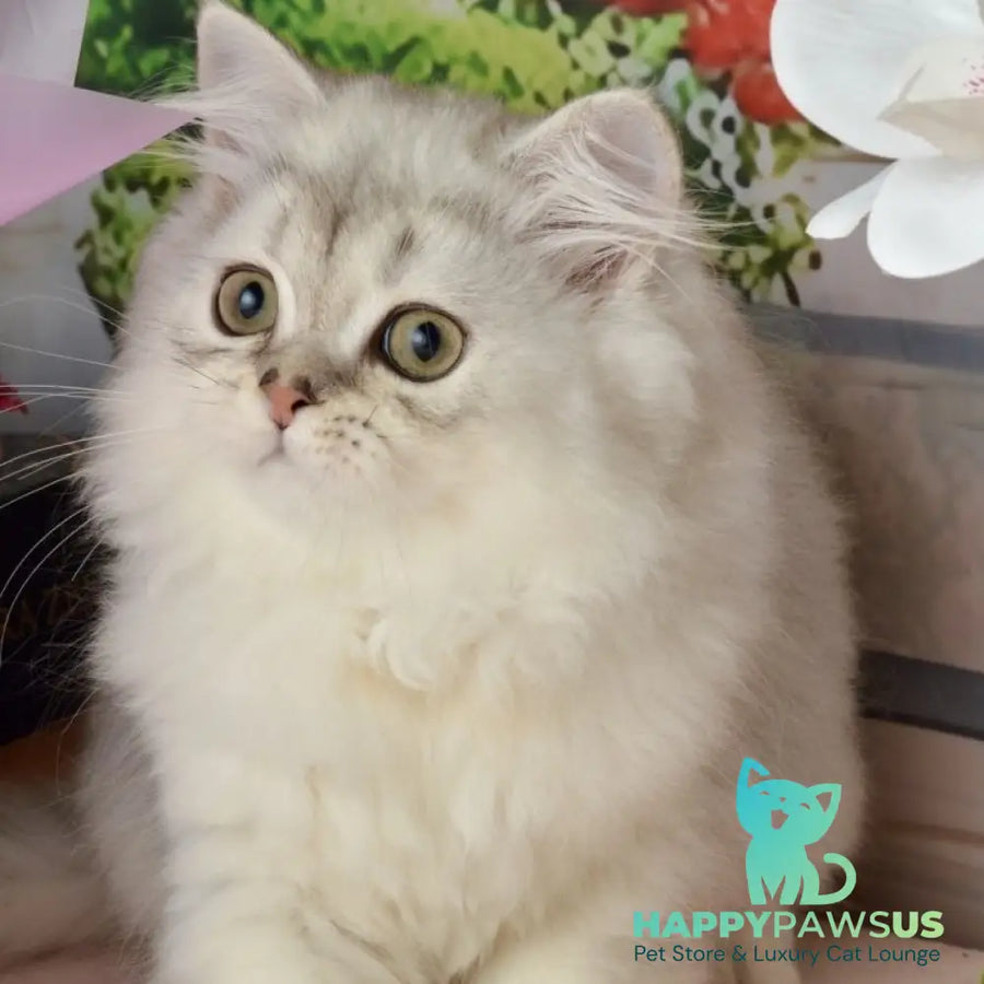 Theo Scottish Straight male black silver shaded - live animals