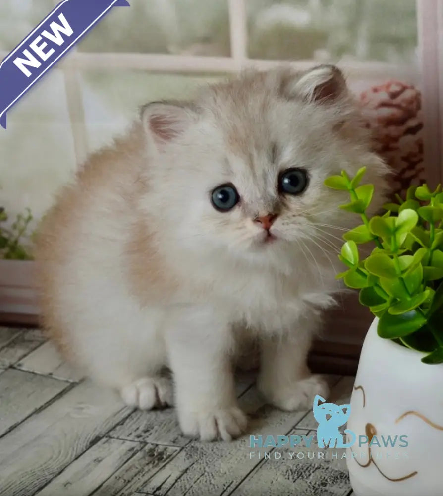 Theo Scottish Straight male black silver shaded - live animals