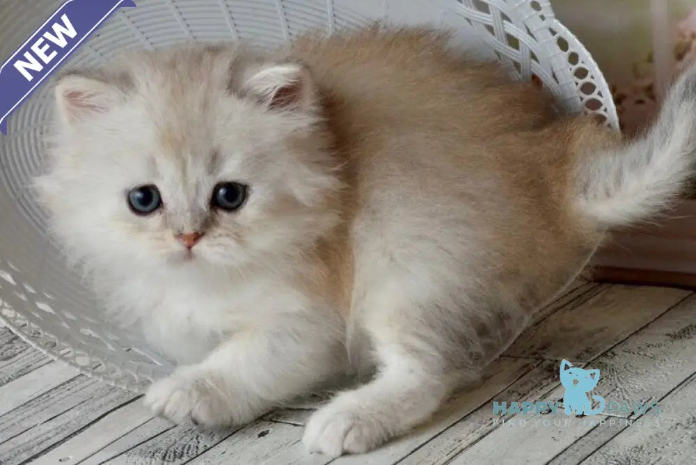 Theo Scottish Straight male black silver shaded - live animals