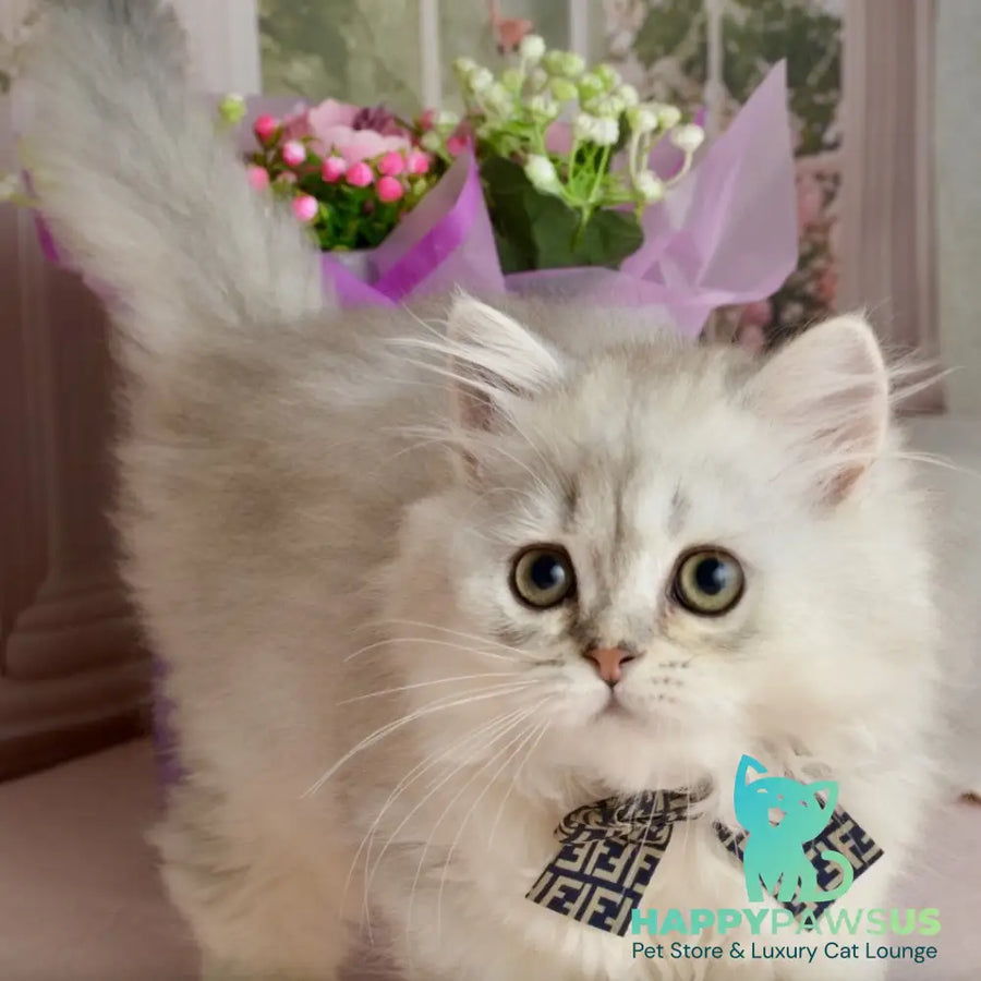 Theo Scottish Straight male black silver shaded - live animals