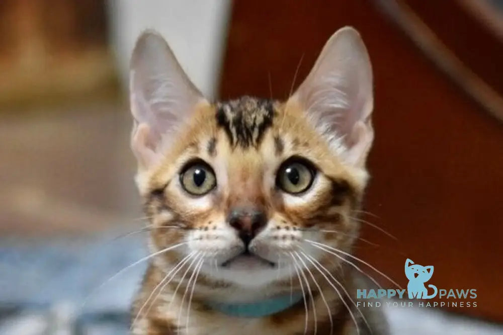 Theodore Bengal male black spotted tabby live animals