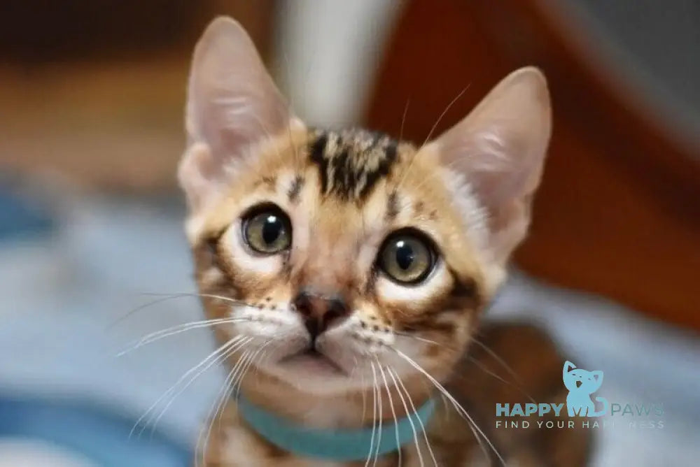 Theodore Bengal male black spotted tabby live animals