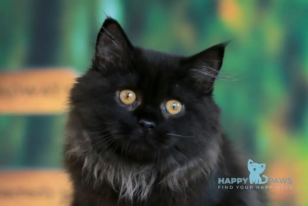 Theodore British Longhair male black live animals