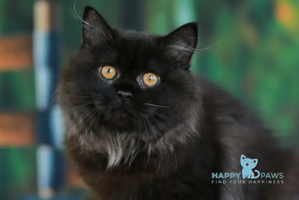 Theodore British Longhair male black live animals