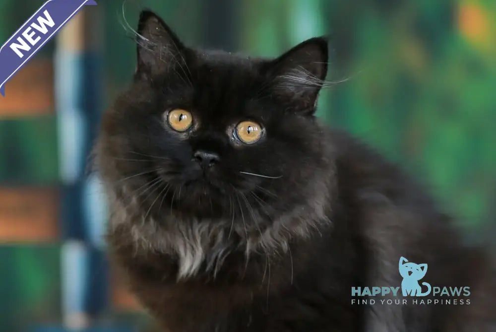 Theodore British Longhair male black live animals