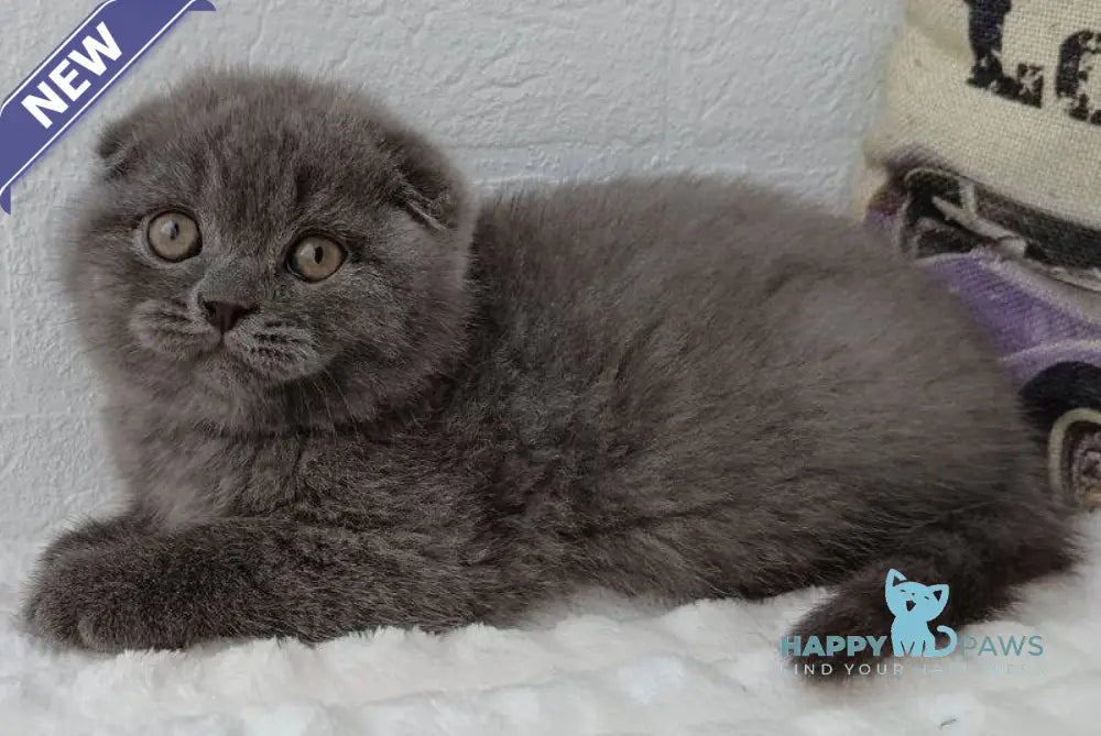 Thomas Scottish Fold male blue live animals