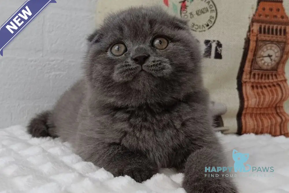 Thomas Scottish Fold male blue live animals