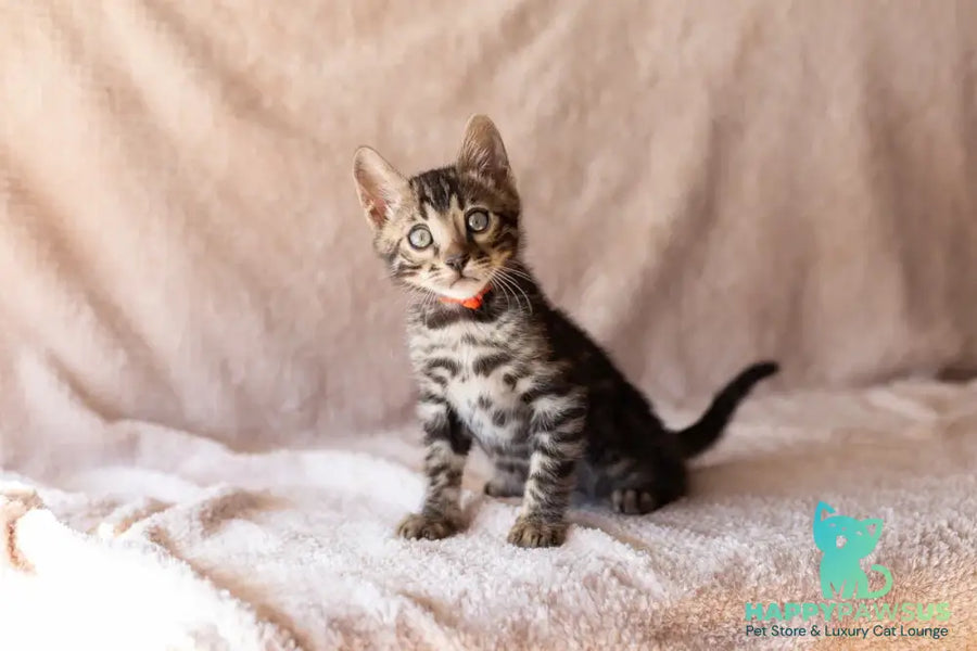 Thor Bengal male black spotted tabby - live animals