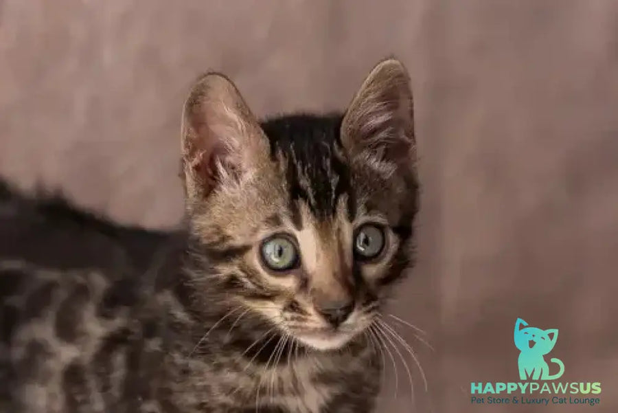 Thor Bengal male black spotted tabby - live animals
