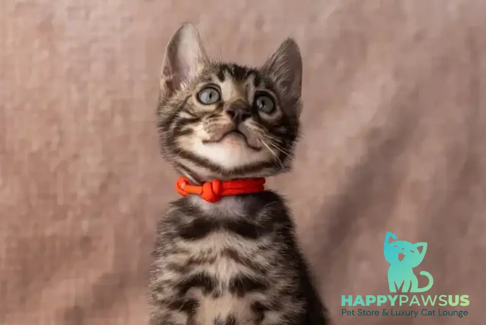 Thor Bengal male black spotted tabby - live animals