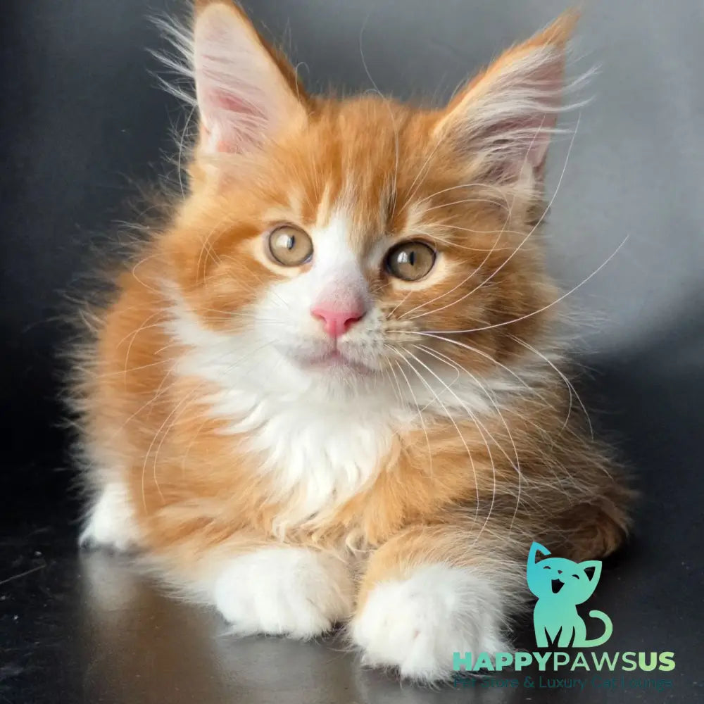 Thor Maine Coon male red bicolour - live animals
