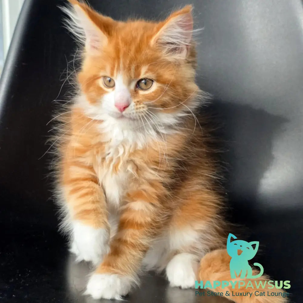 Thor Maine Coon male red bicolour - live animals
