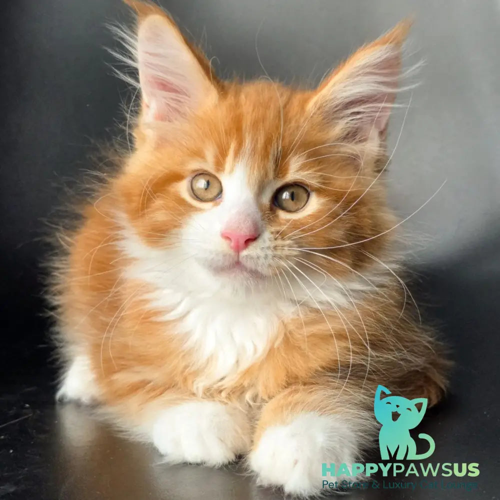 Thor Maine Coon male red bicolour - live animals