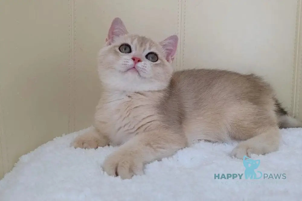 Tian British Shorthair male blue golden chinchilla live animals