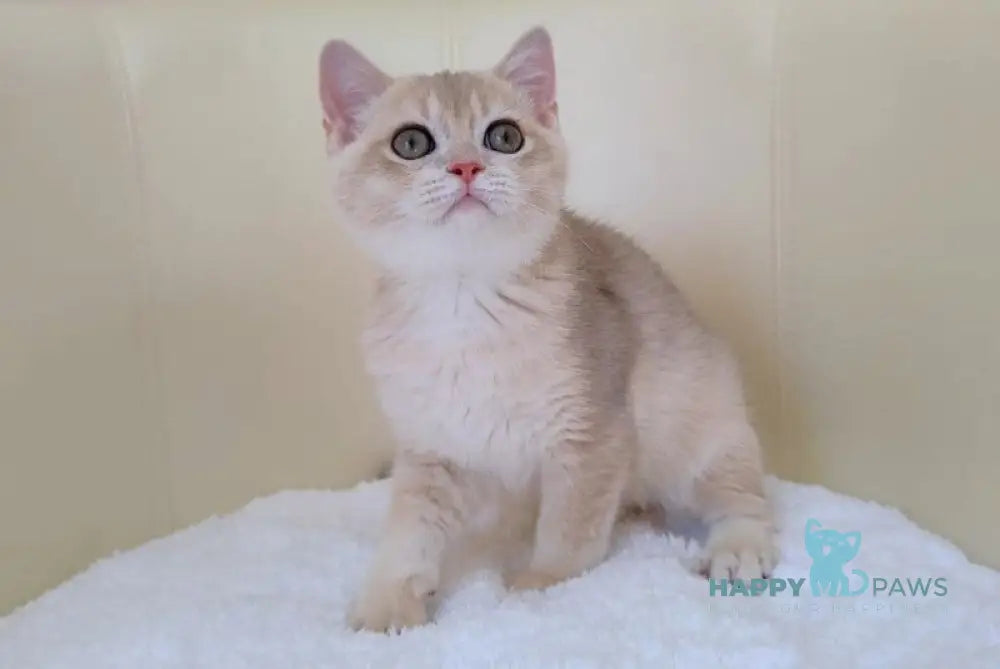 Tian British Shorthair male blue golden chinchilla live animals