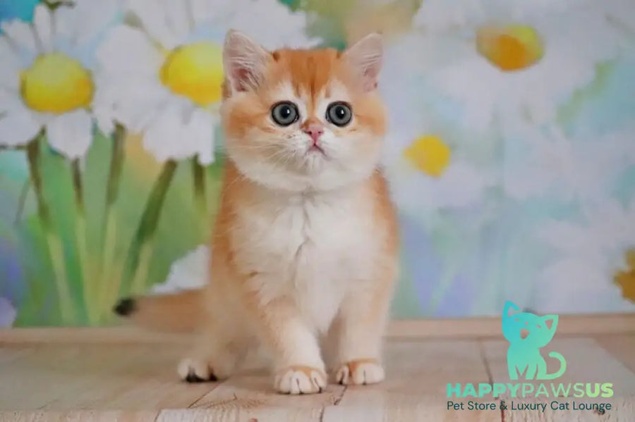 Tiana British Shorthair female black golden chinchilla - live animals