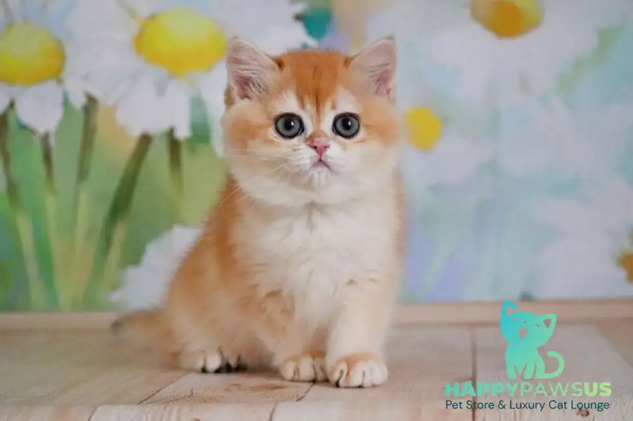 Tiana British Shorthair female black golden chinchilla - live animals