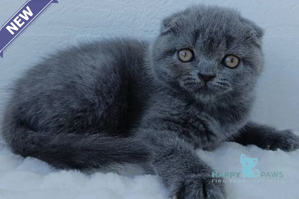 Tiana Scottish Fold female blue live animals