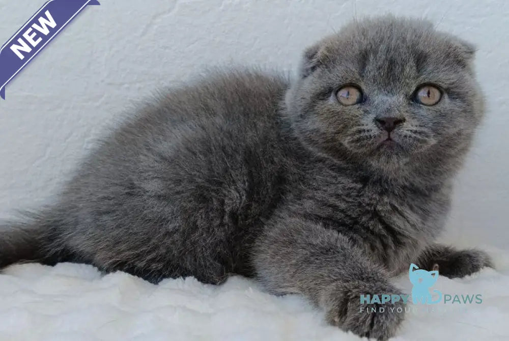 Tiana Scottish Fold female blue live animals