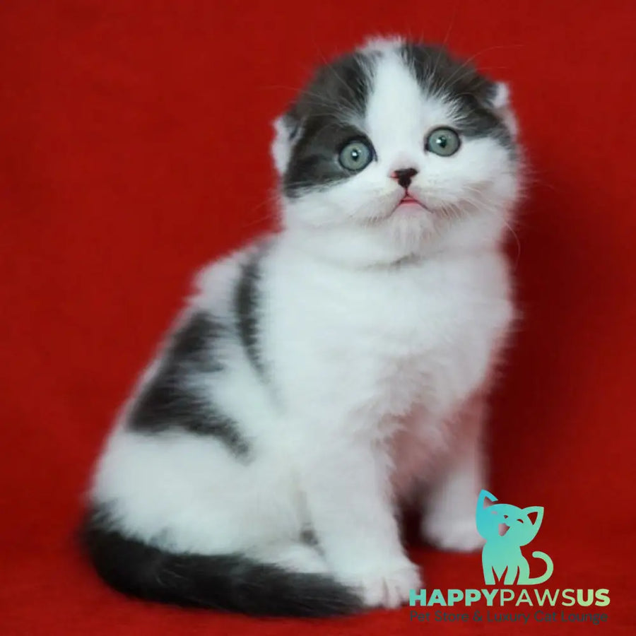 Tic Tac Scottish Fold male black silver harlequin - live animals