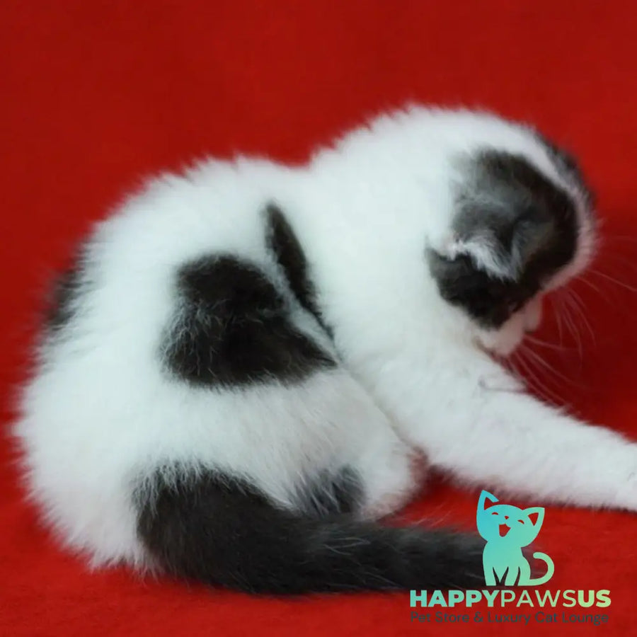 Tic Tac Scottish Fold male black silver harlequin - live animals