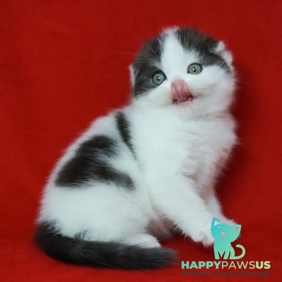 Tic Tac Scottish Fold male black silver harlequin - live animals