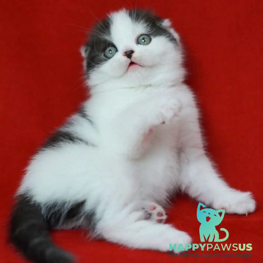 Tic Tac Scottish Fold male black silver harlequin - live animals