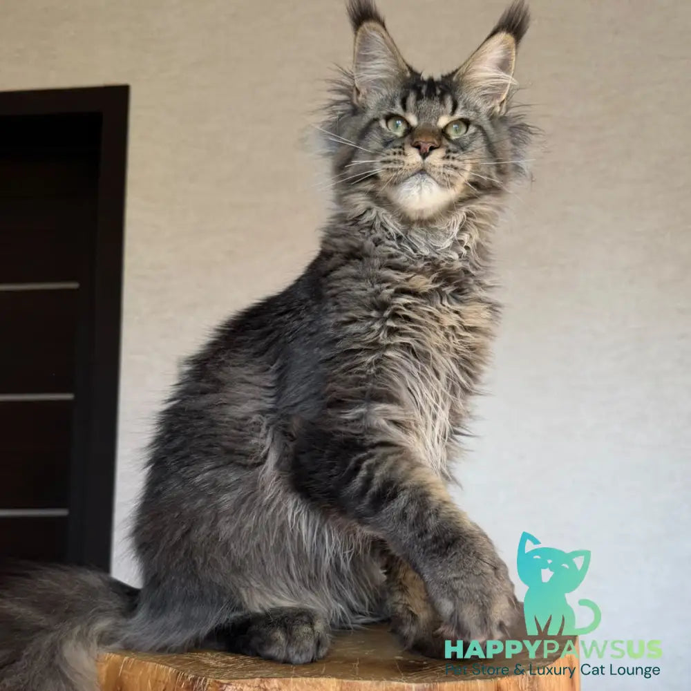 Tic Tak Maine Coon male black tabby - live animals