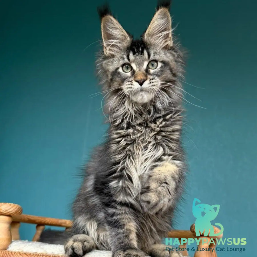 Tic Tak Maine Coon male black tabby - live animals