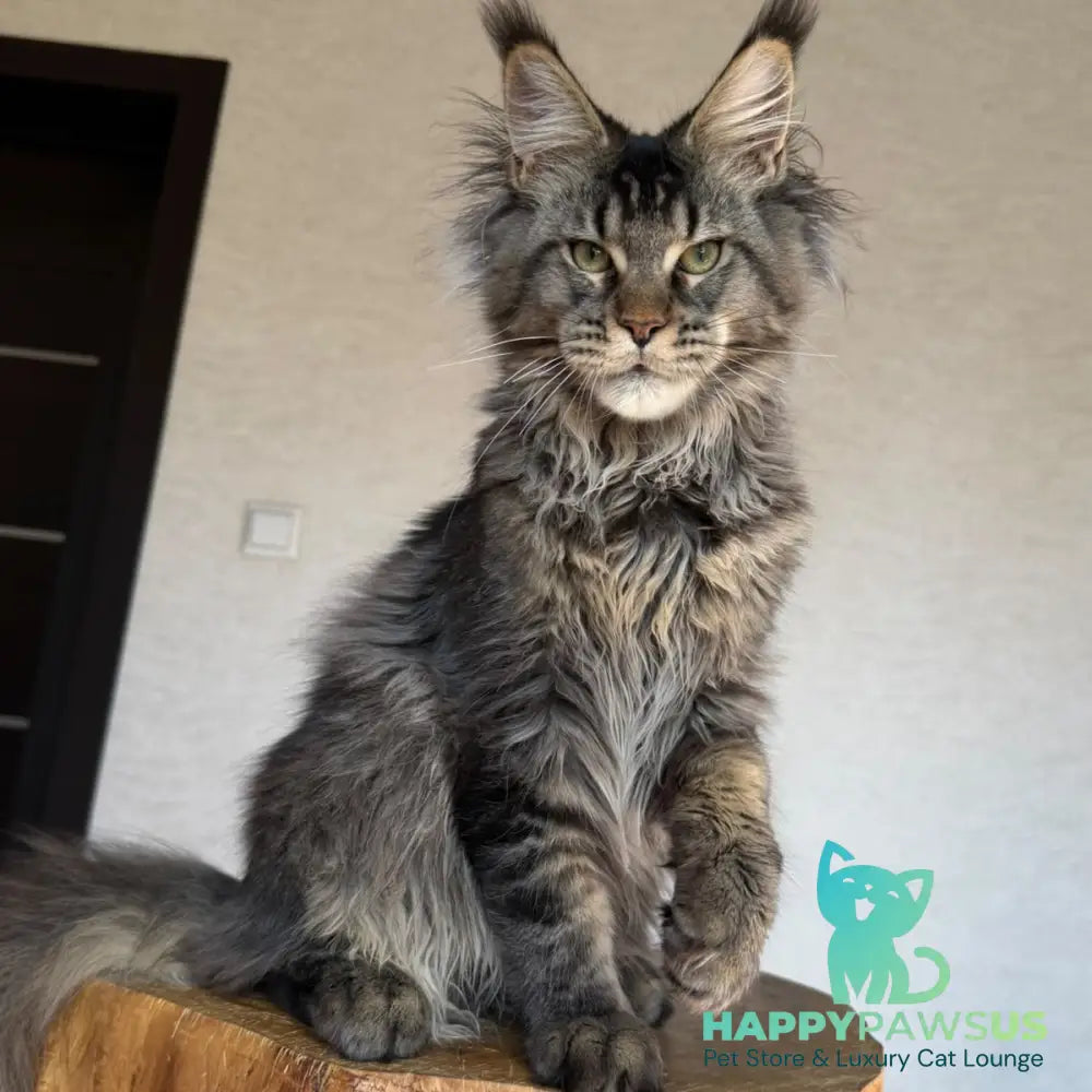 Tic Tak Maine Coon male black tabby - live animals