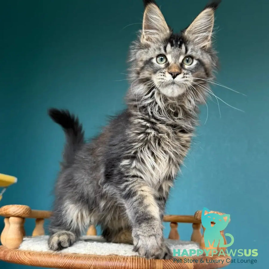 Tic Tak Maine Coon male black tabby - live animals