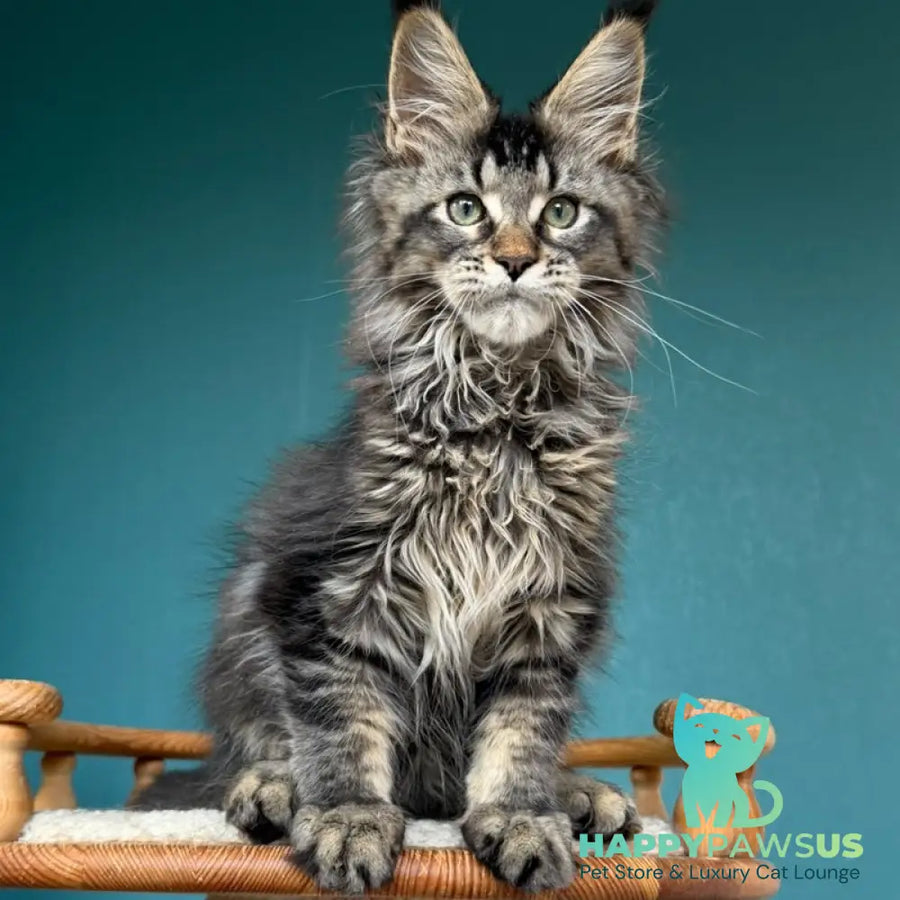 Tic Tak Maine Coon male black tabby - live animals