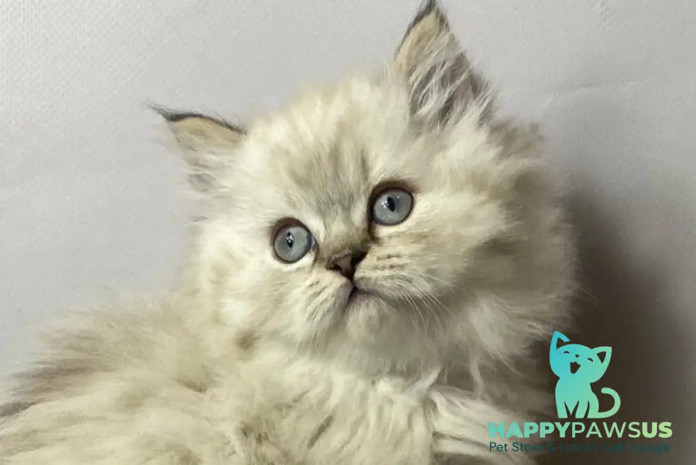Tifani British Longhair female black silver tabby pointed live animals