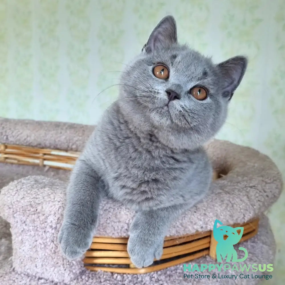 Tifani British Shorthair female blue - live animals