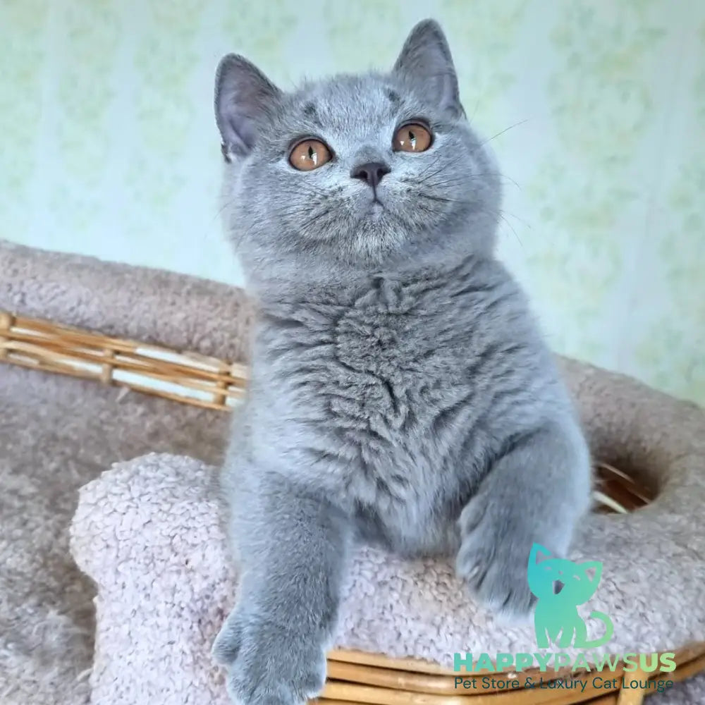 Tifani British Shorthair female blue - live animals