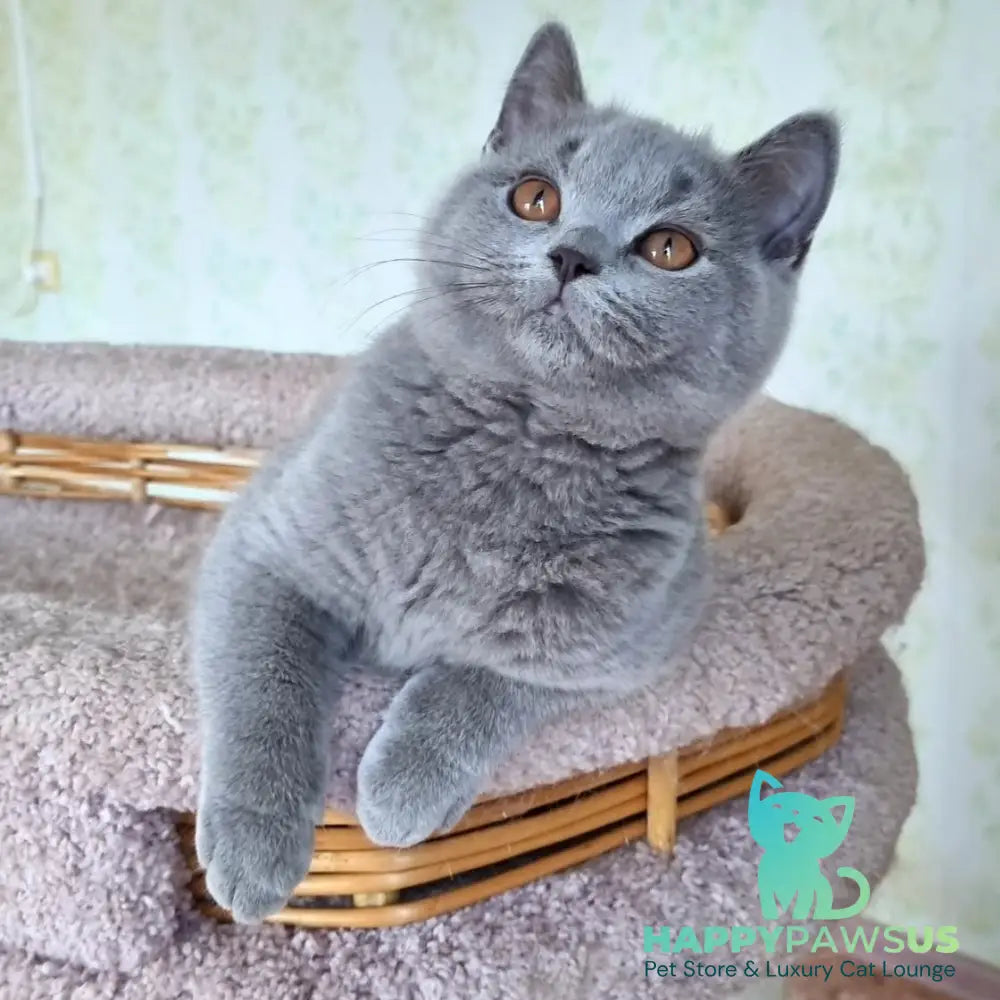 Tifani British Shorthair female blue - live animals