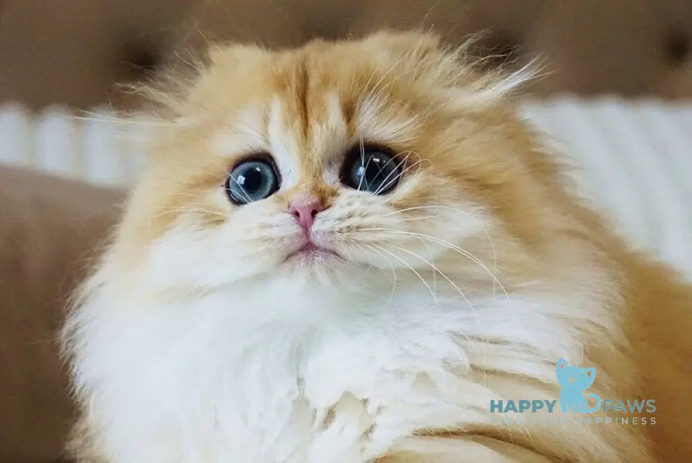 Tifany Scottish Fold female black golden chinchilla live animals