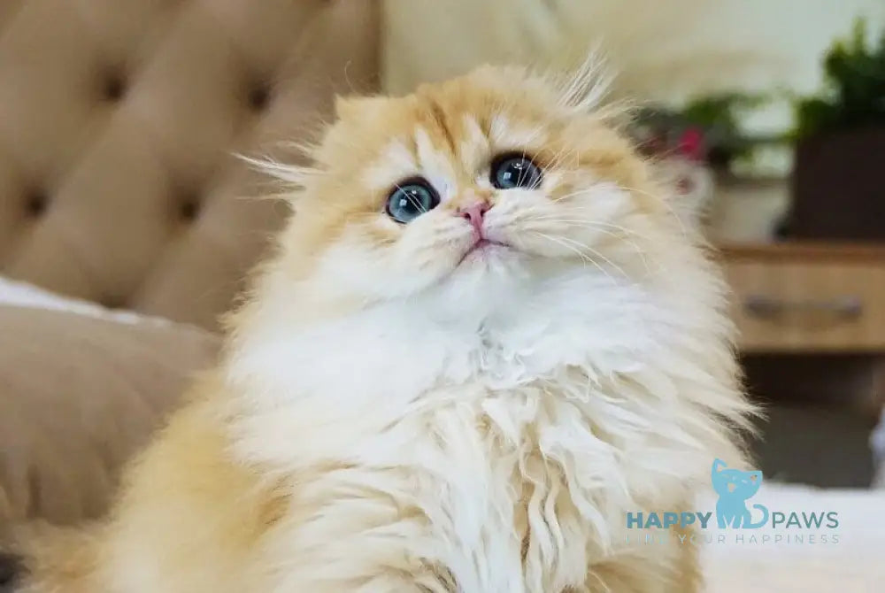 Tifany Scottish Fold female black golden chinchilla live animals