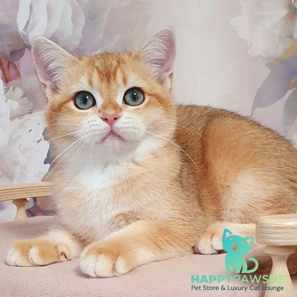 Tiffani British Shorthair female black golden chinchilla - live animals