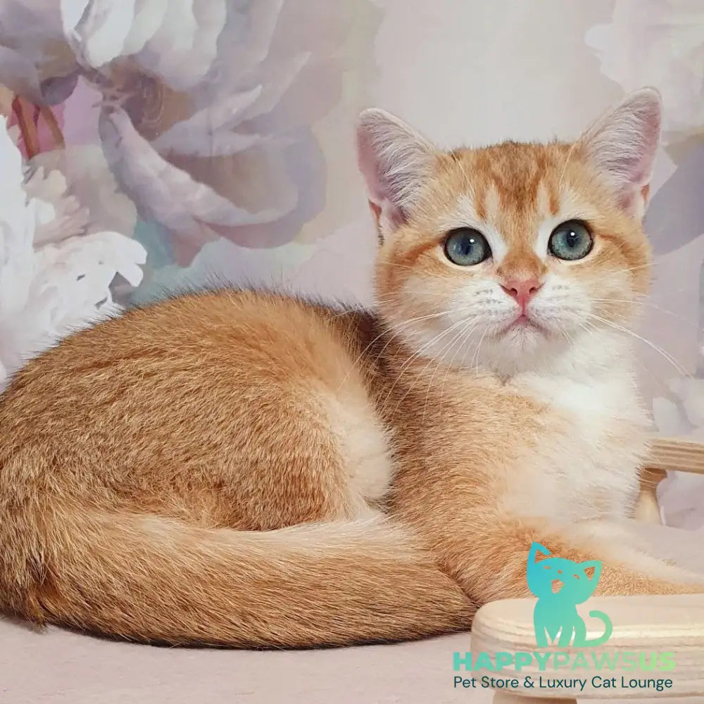 Tiffani British Shorthair female black golden chinchilla - live animals