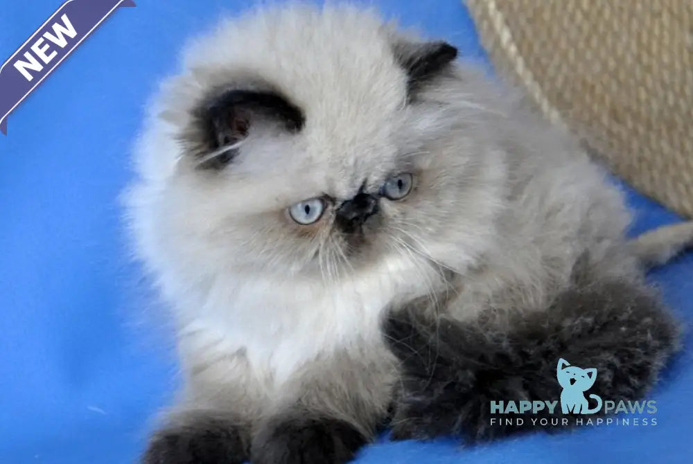 Tiffani Persian female chocolate pointed - live animals