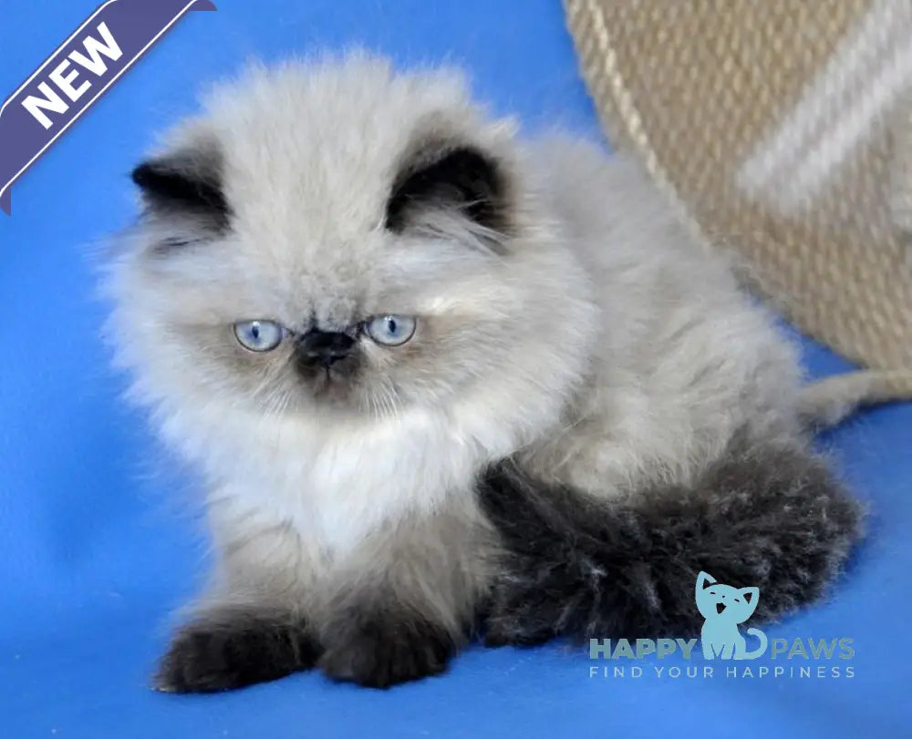 Tiffani Persian female chocolate pointed - live animals