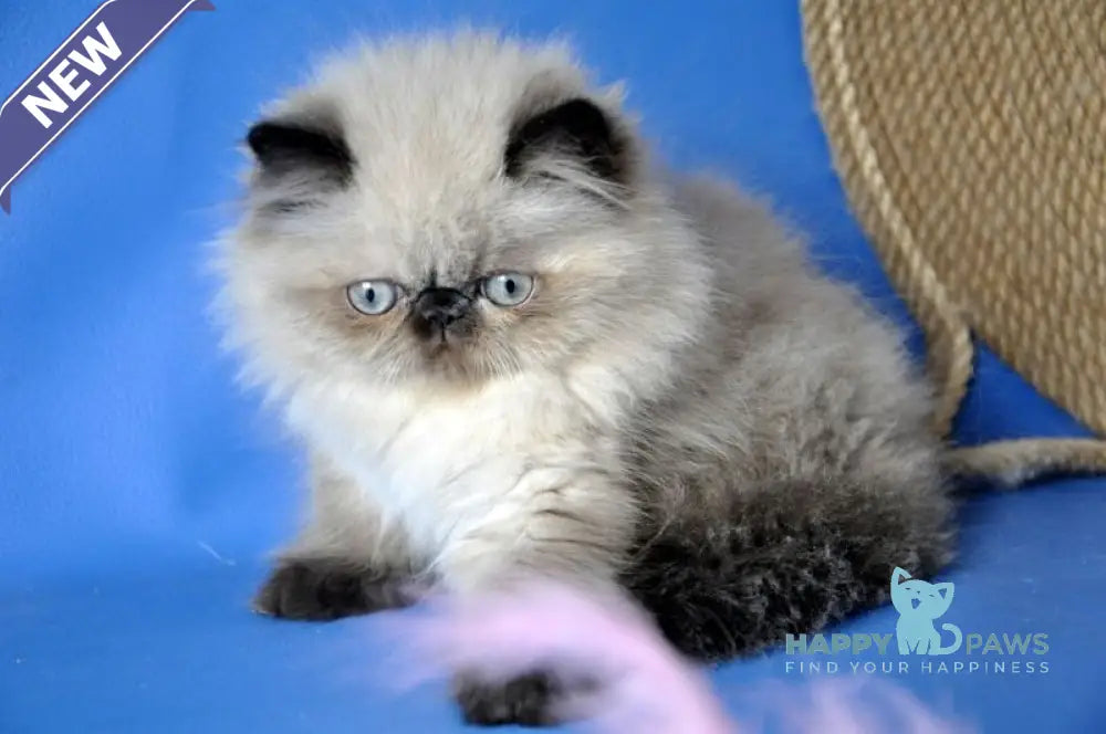 Tiffani Persian female chocolate pointed - live animals