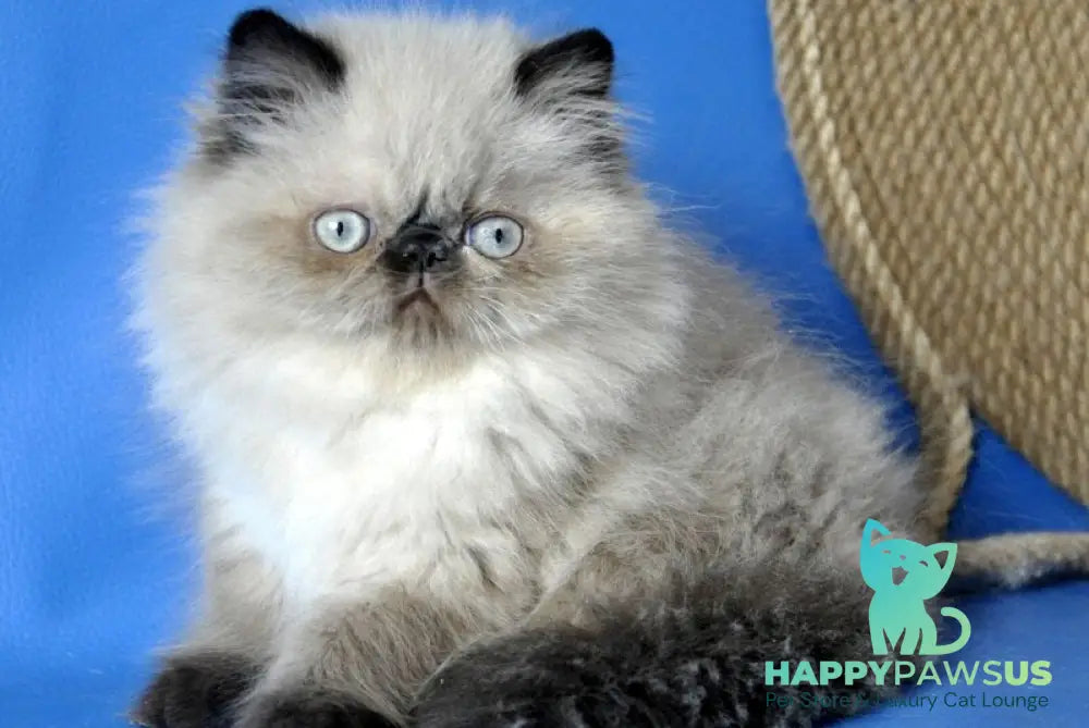 Tiffani Persian female chocolate pointed - live animals