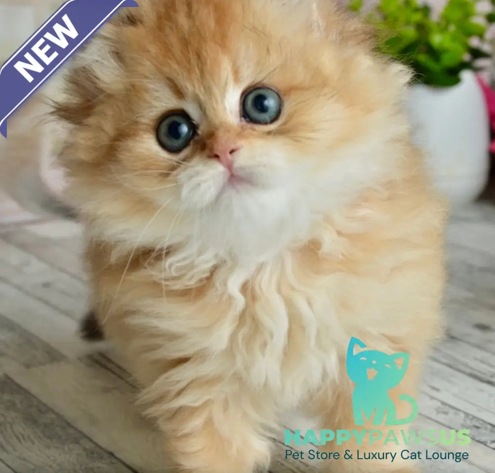 Tiffany British Longhair female black golden shaded - live animals