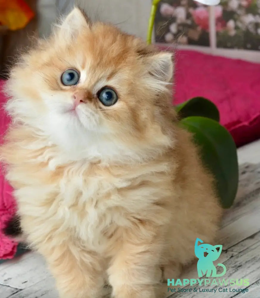 Tiffany British Longhair female black golden shaded - live animals