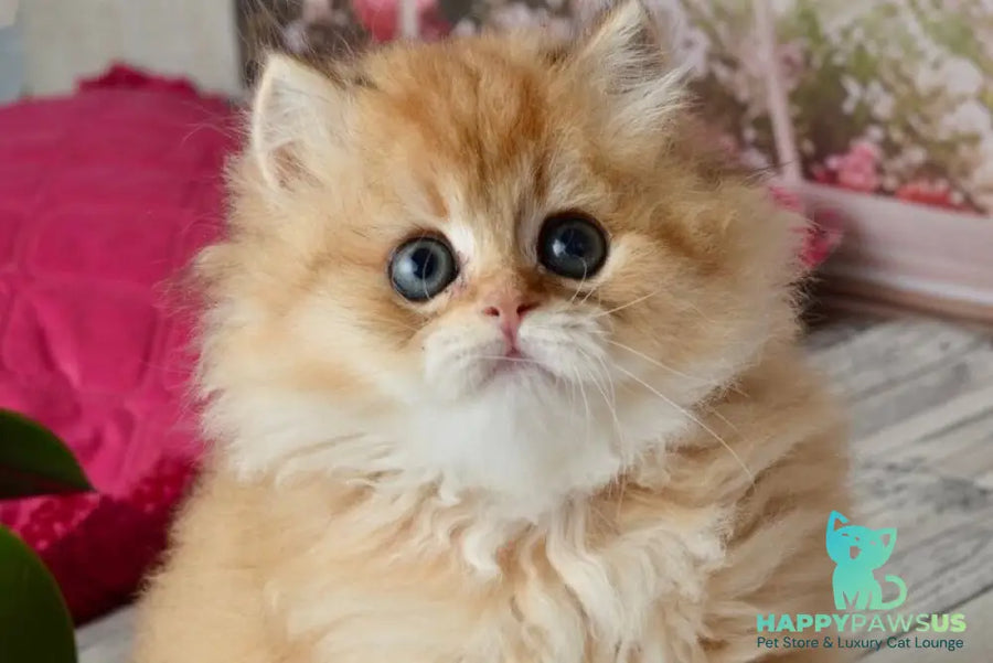 Tiffany British Longhair female black golden shaded - live animals