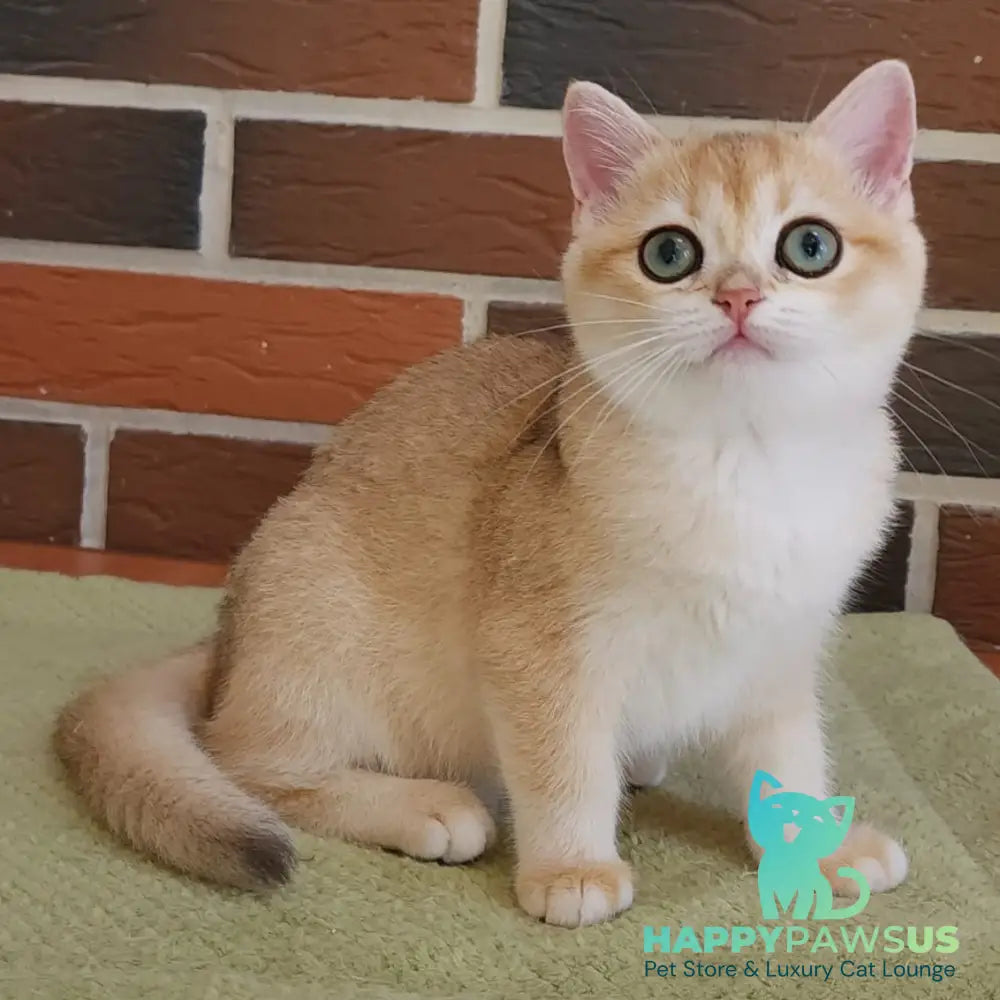 Tiffany British Shorthair female black golden chinchilla - live animals