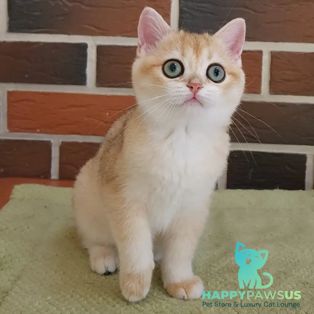 Tiffany British Shorthair female black golden chinchilla - live animals